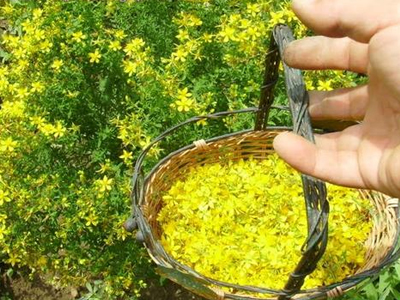 Οι «ηθικοί» κανόνες συλλογής των βοτάνων